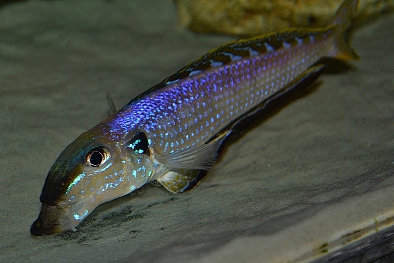 Enantiopus melanogenys 'Utinta'